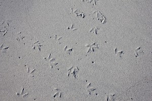 Photograph - bird foot prints in the sand