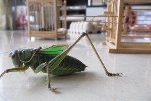 An image of a live cricket, sat outside of it's small portable wooden cage.