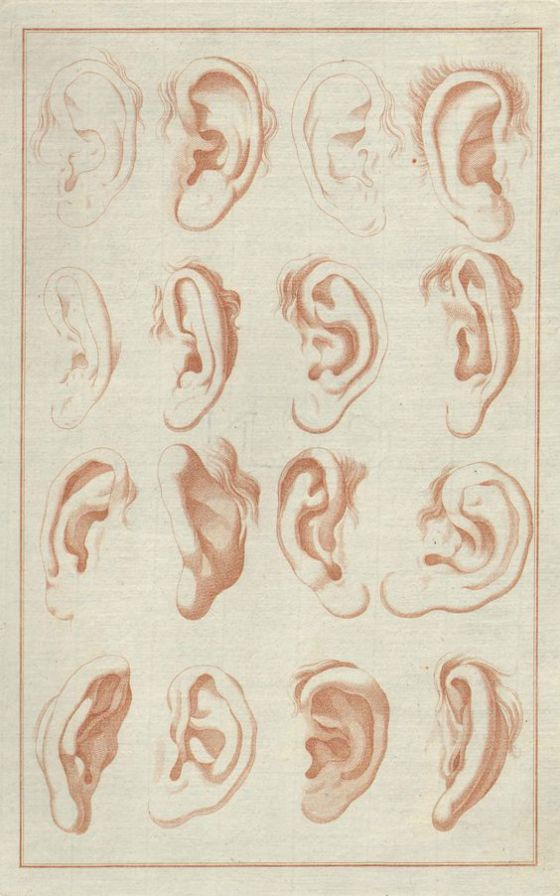 An illustration of ears
