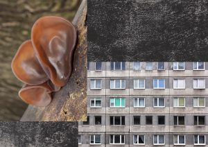 mushrooms that look like ears on a branch, collages with a building facade and text