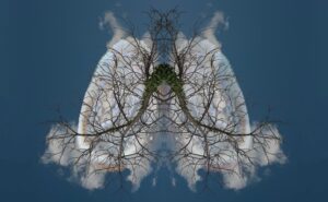 collage of lungs over clouds with tree like ventricles